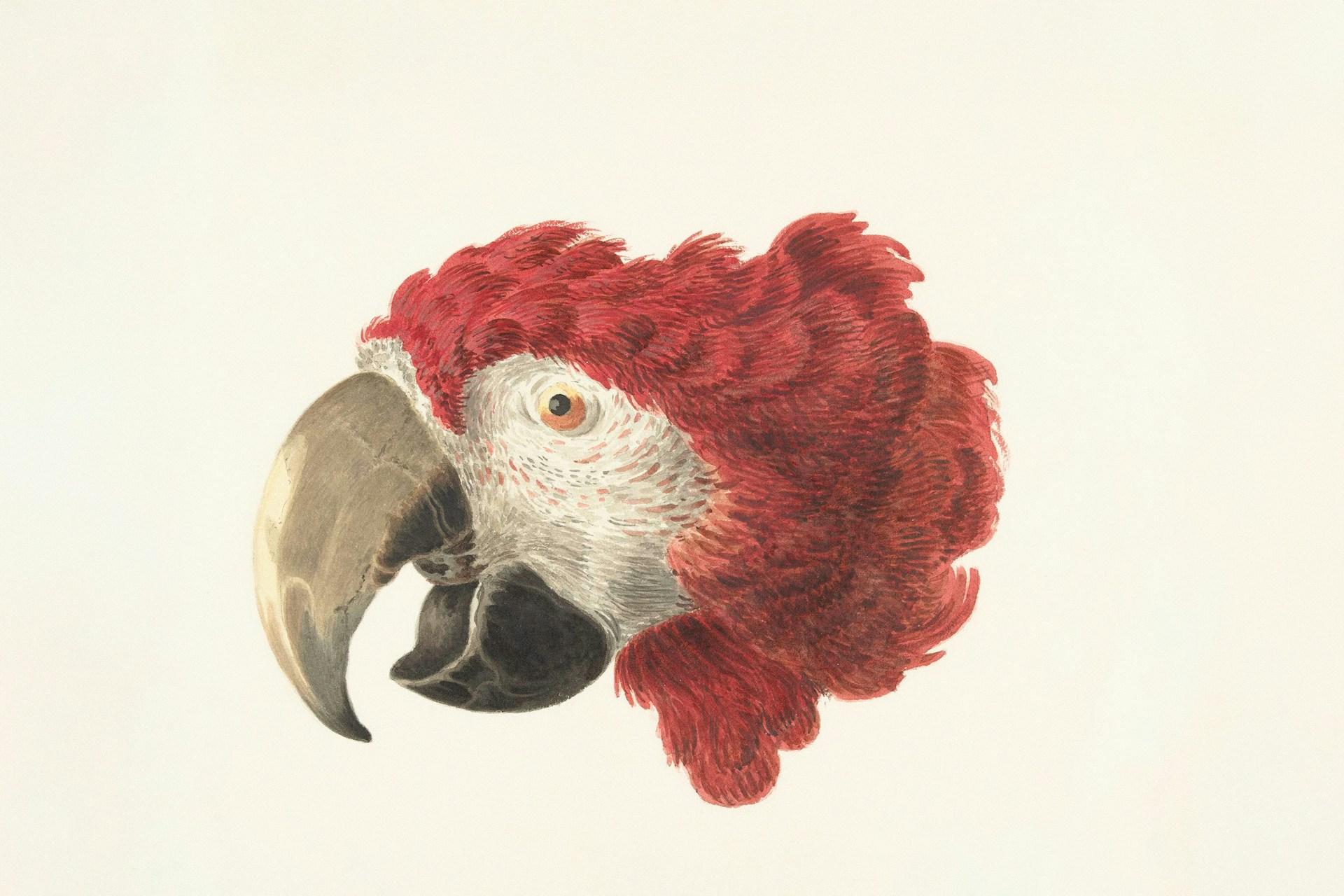 parrot