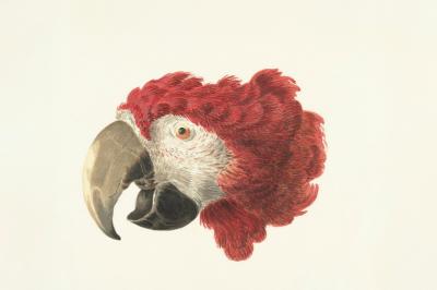 parrot