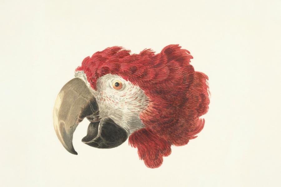 parrot